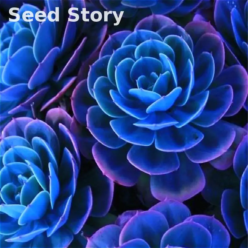 

20pcs Lithops Rare Succulent Bonsai plants Flower plantas Japon Potted Diy Planting For Home Garden Cactus