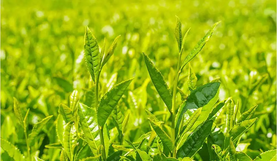 Корея Косметика зеленый чай семян сыворотка 80 мл уход за кожей лица увлажняющий эссенция крем электромассажер для лица против морщин lift