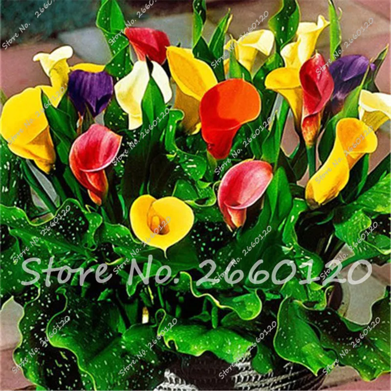 Калла Цветок В Горшке Купить В Брянске