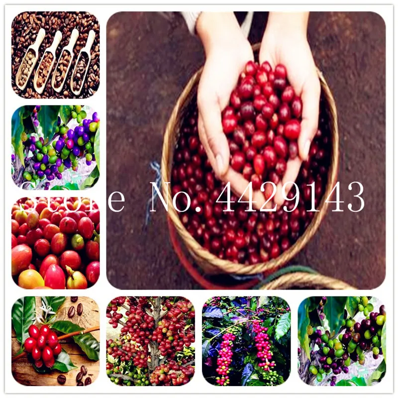 

Hot Sale! 15 Pcs Coffea Arabica Bonsai Coffee Bean Tropical Bonsai Tree plant, Perennial Fruit Coffee bean for Home Garden Plant