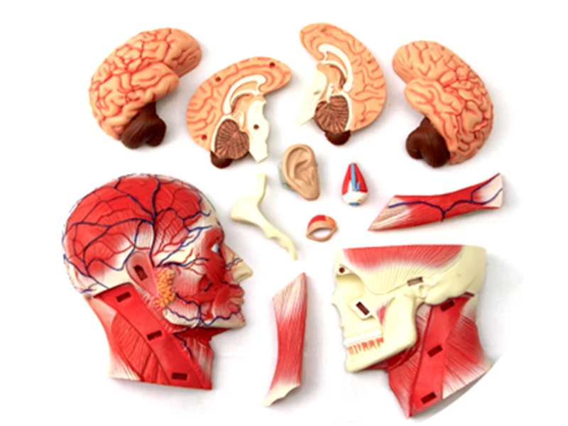 4d человеческая система для тела, почечная голова, нервы, кожа, анатомическая модель для медиков, поставщик обучающих пазлов, сборная игрушка