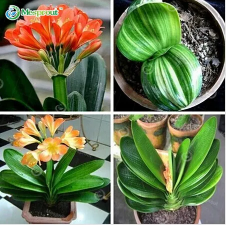 

Clivia Bonsai ,cheap Clivia Potted ,Bonsai Balcony Flower For Home&garden Free Shipping 100 Piece/pack Bonsai