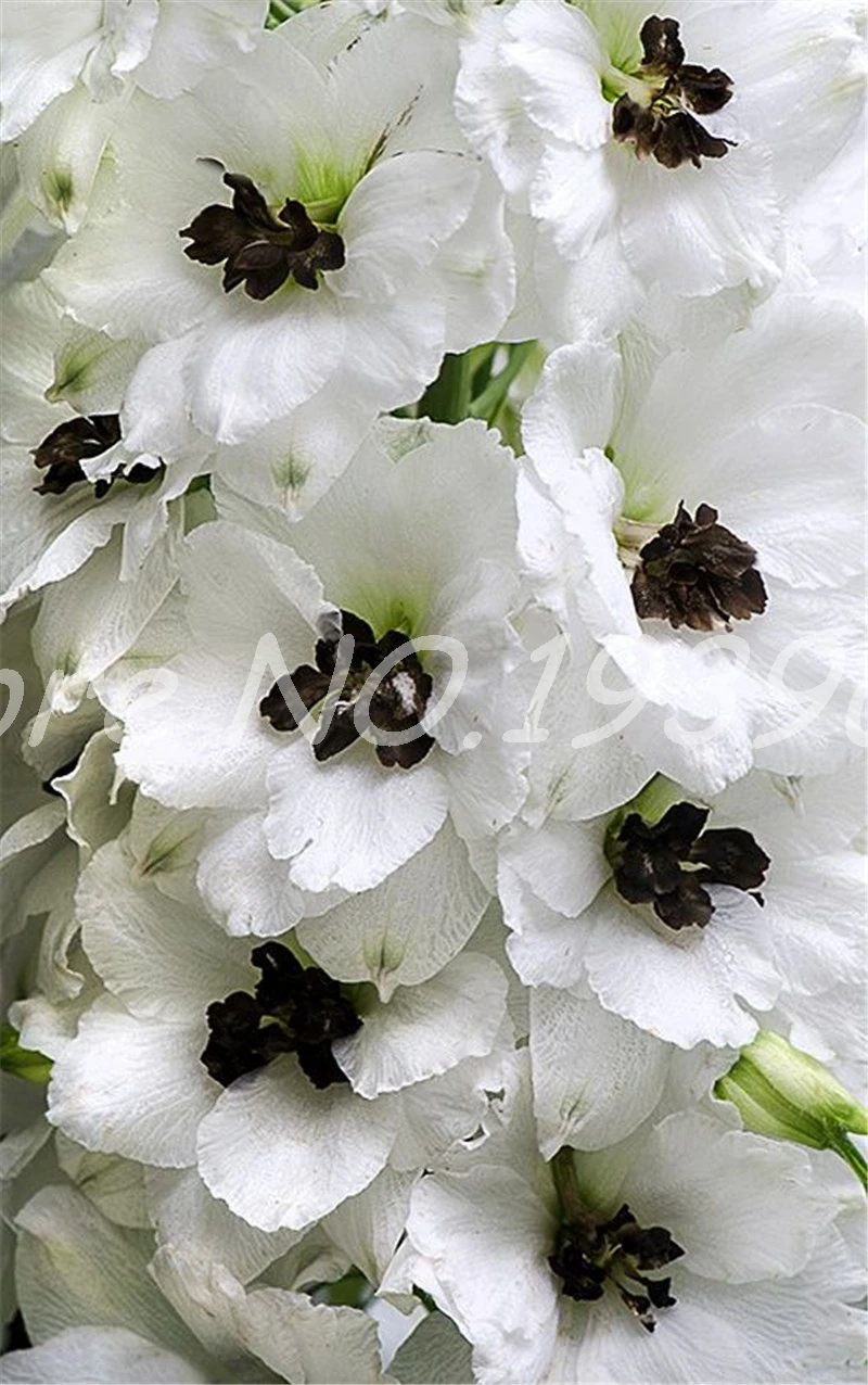 Big Promotion!! 100 Pcs Dendrobium Bonsai, Potted Plant Flower In Bonsai Rare Orchid Plants for Home Garden,The Budding Rate 95%