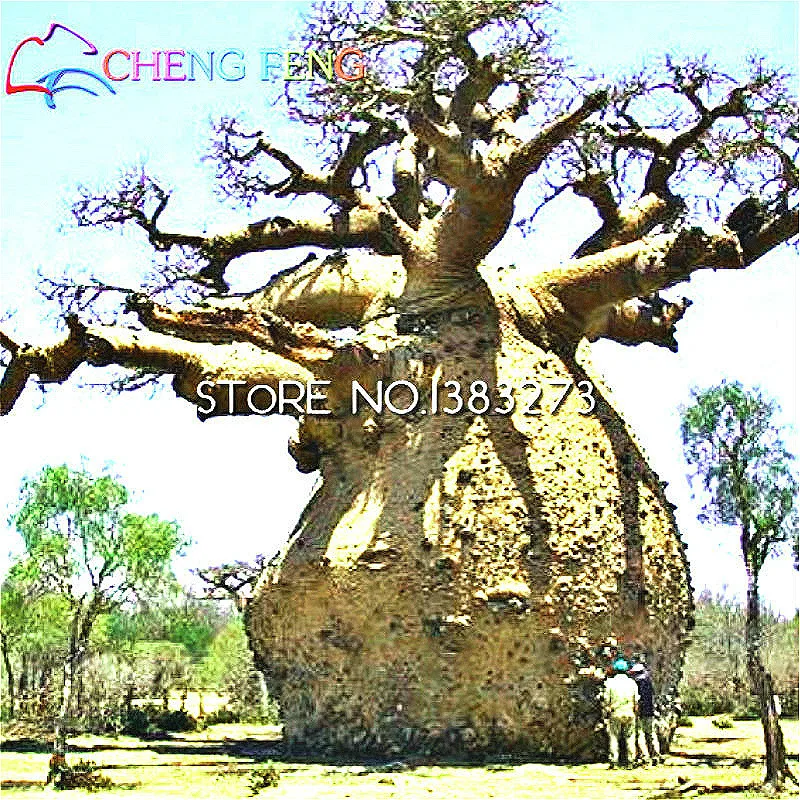 

Hot Item 10 Pcs A Bag 100% Genuine High-quality Baobab bonsai Rare Tropical Plants For Garden Breadfruit bonsai * Free Shipping
