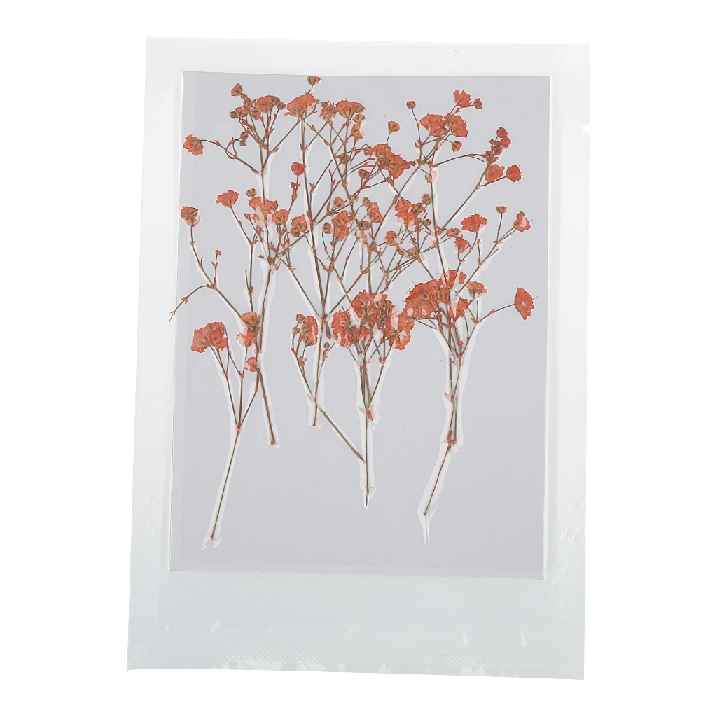 

12 Pieces Pressed Real Dried Flowers Babysbreath for DIY Art Craft Scrapbooking