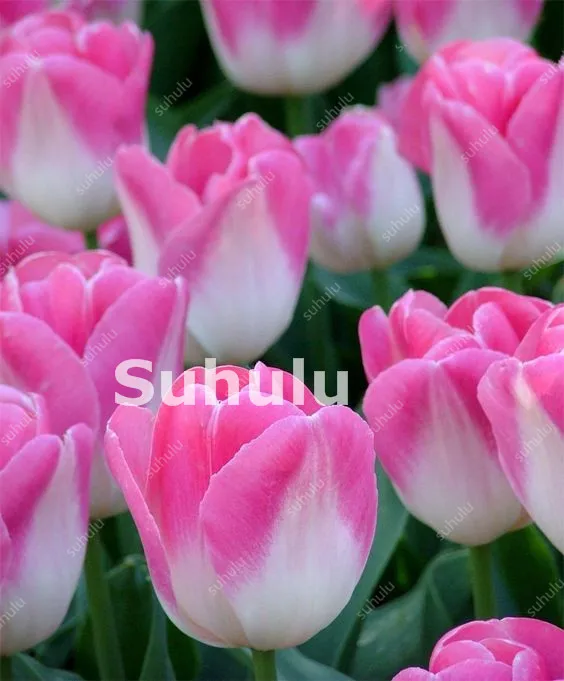 100 Pcs Hot Rainbow Tulip Bonsai Not Bulbs As Ice Cream Rare Flowers Perennial Plants Gift For Home Beautify Garden Decoration 100 Pcs Hot Rainbow Tulip Bonsai Not Bulbs As Ice Cream Rare Flowers Perennial Plants Gift For Home Beautify Garden Decoration