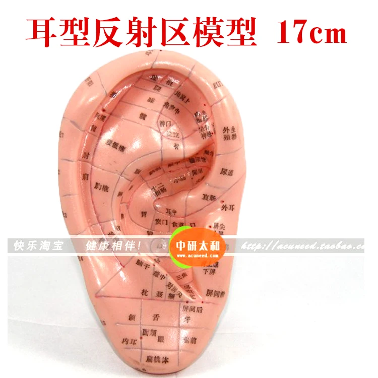

Ear reflex zone model 17cm acupuncture needles Ear reflexology zone Standard ear model free shipping