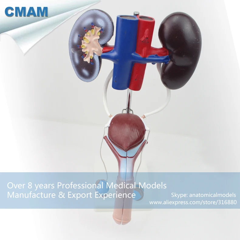 12423 CMAM-UROLOGY03 Life Size Human Skeleton Male Urogenital System Model, Medical Science Educational Anatomical Models 12423 CMAM-UROLOGY03 Life Size Human Skeleton Male Urogenital System Model, Medical Science Educational Anatomical Models