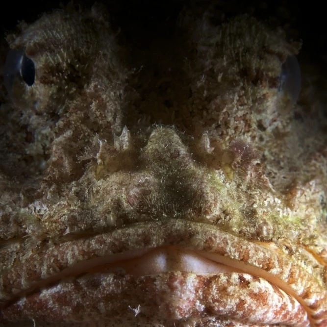 The face of a Spotted Scorpionfish Poster Print (34 x 22)