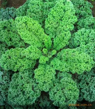 Hot kale seeds vegetable 100seed