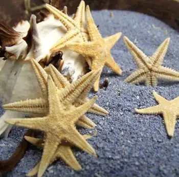 

200pcs Natural 2.5-4cm Starfish For Moss Terrarium Home Desktop Decoration Crafts/Bonsai/Doll House/Miniatures