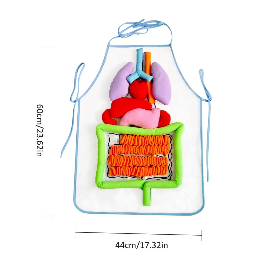 Фартук для человеческого тела, обучающее оборудование, Детский обучающий стереоскопический фартук для органов раннего образования, обучающие средства