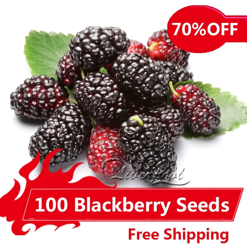 100 Jumbo Thornless Blackberry Seeds High Germination Fast growingin
