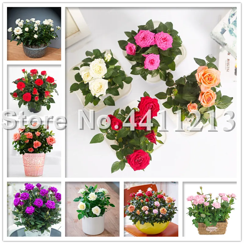 

200 pcs Mini Rose Bonsai Miniature Rose Flower Bonsai Rare And Precious Perennial Flowers Plant For Home Garden Purify the Air