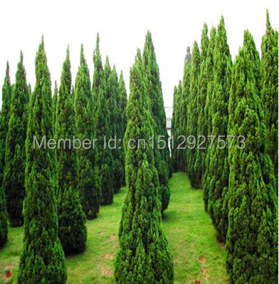 30pcs Cypress Tree Seeds Platycladus Orientalis Seed Bonsai Plant 30pcs Cypress Tree Seeds Platycladus Orientalis Seed Bonsai Plant Home Garden Ornamental Plants The Budding