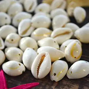 cowrie shell
