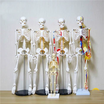 

45/85cm skeleton model with nerve/heart human body simulation bone assembly teaching equipment