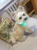 Collar de plástico con carga USB para mascotas, accesorio luminoso con luz LED intermitente, recargable, de plástico ► Foto 3/6