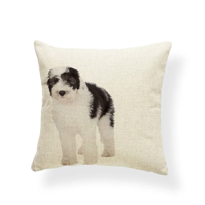 AB9207 (10) Bichon Frise