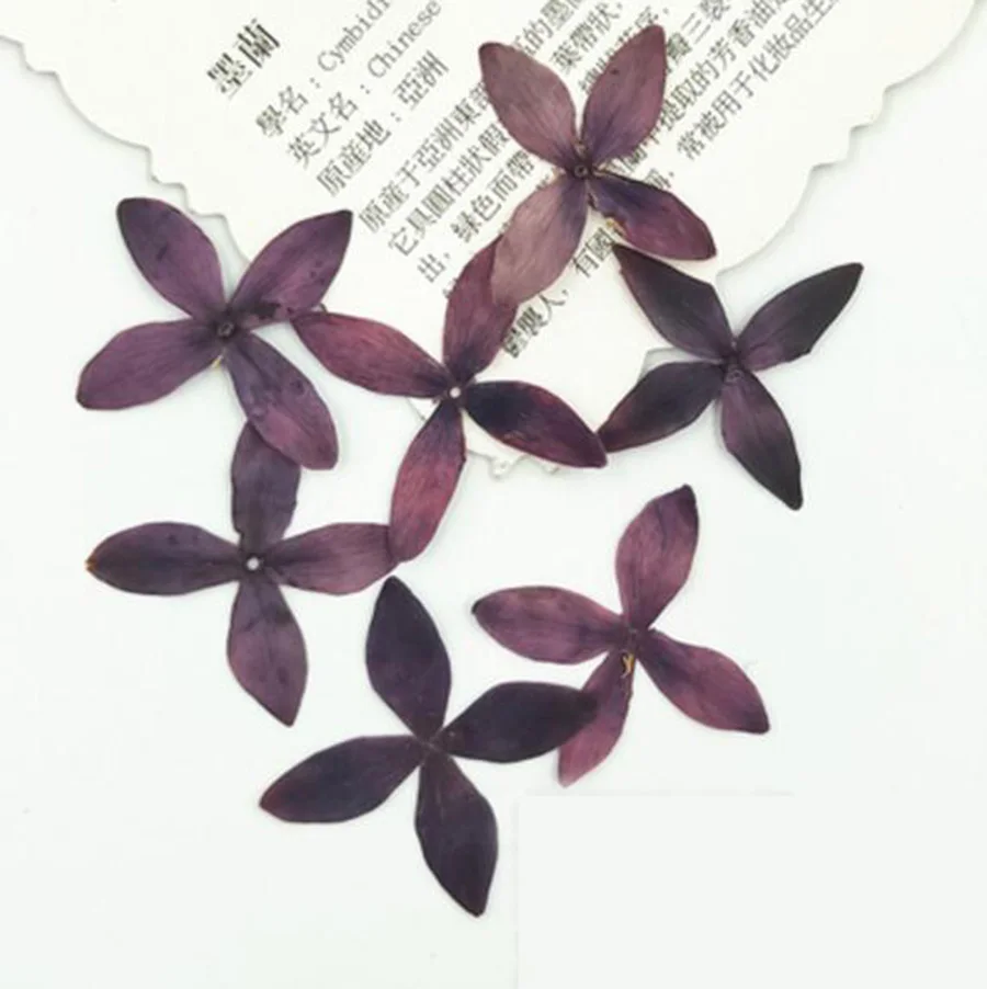 (HSWL)-purple