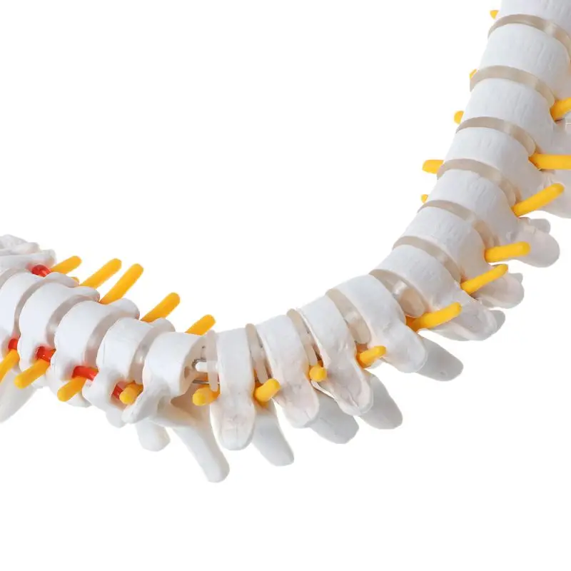 45cm Flexible Human Spinal Column Vertebral Lumbar Curve Anatomical Model Anatomy Spine Medical Teaching Tool