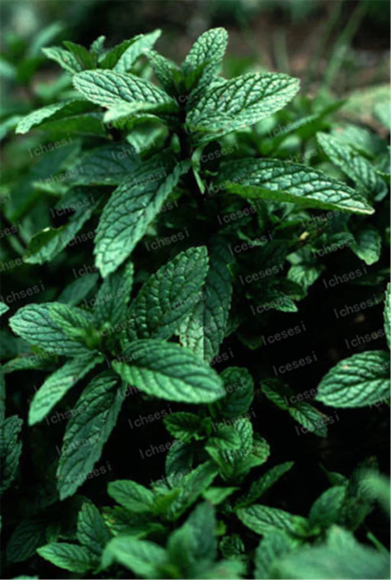 

50pcs/ mint potted mint bergamot sweet horse mint bonsai germination rate of about 100%