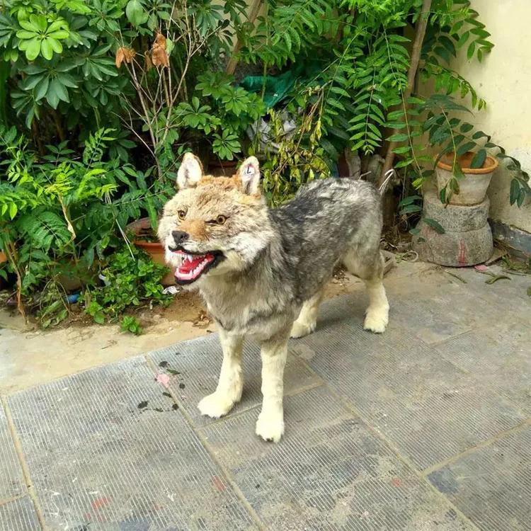 large 105x80cm simuluation wolf model plastic furs wolf 1 1 handicraft home garden decoration gift d2935