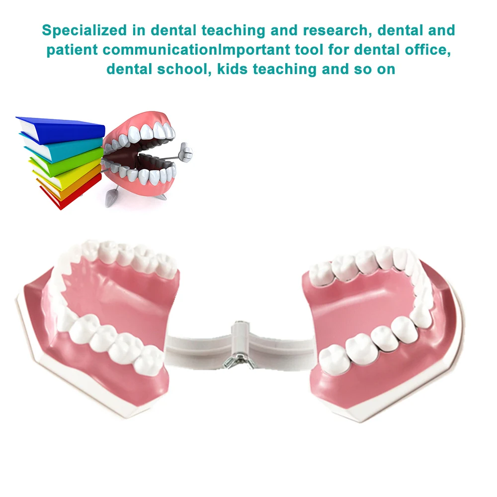 Стоматологическая модель зубов и зубных щеток для взрослых со съемными высококачественными зубцами, обучающая модель для детей, обучение уходу за полостью рта