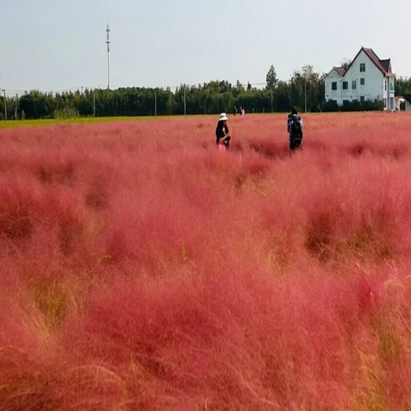 100PCS Muhlenbergia Capillaris Seedsplants Cold and Drought Tolerant and Water Resistant Very Easy Curing Romantic Garden Bonsai 100PCS Muhlenbergia Capillaris Seedsplants Cold and Drought Tolerant and Water Resistant Very Easy Curing Romantic Garden Bonsai