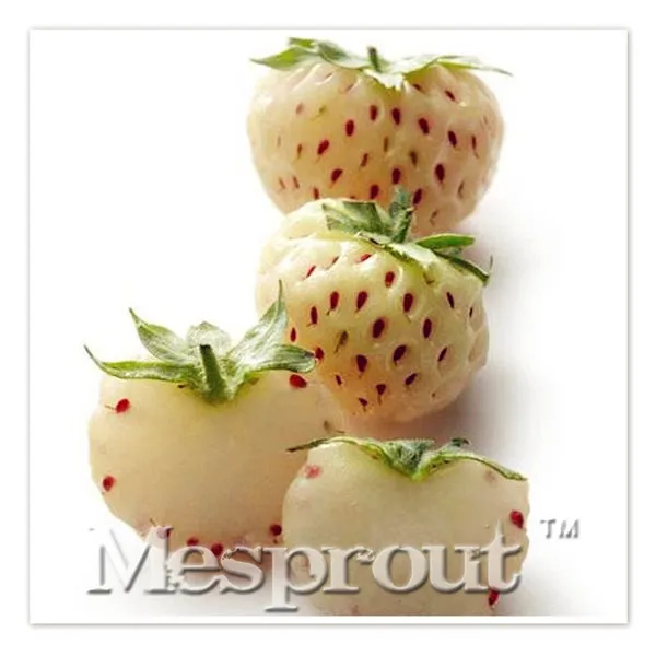 500 шт белые альпийские клубники Fragaria Vesca Pineberry фрукты Редкие оптом фрукты для домашнего сада посадки белые ягоды бонсай