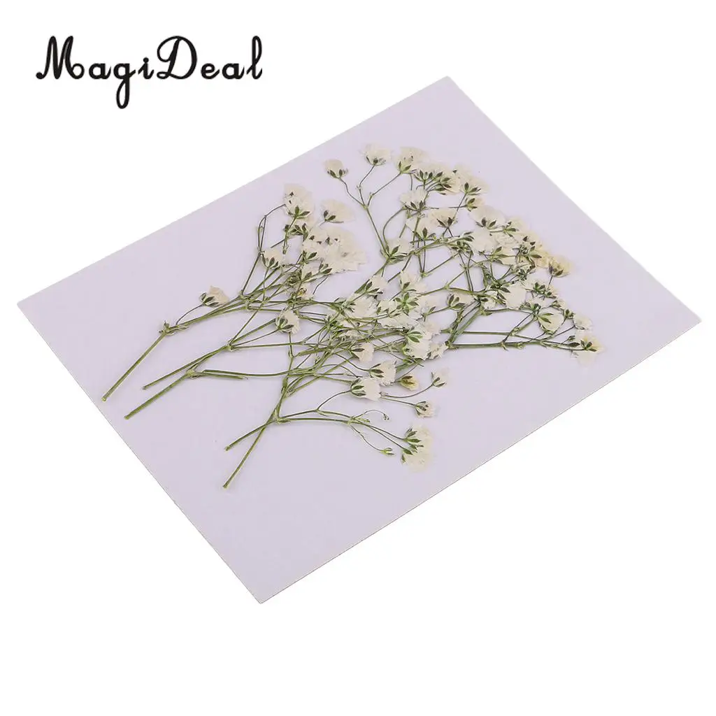 Pack 20 Pressed Sage Flower Babysbreath Dried Flowers for Art Craft Scrapbooking Epoxy Resin Jewelry Making DIY Materials