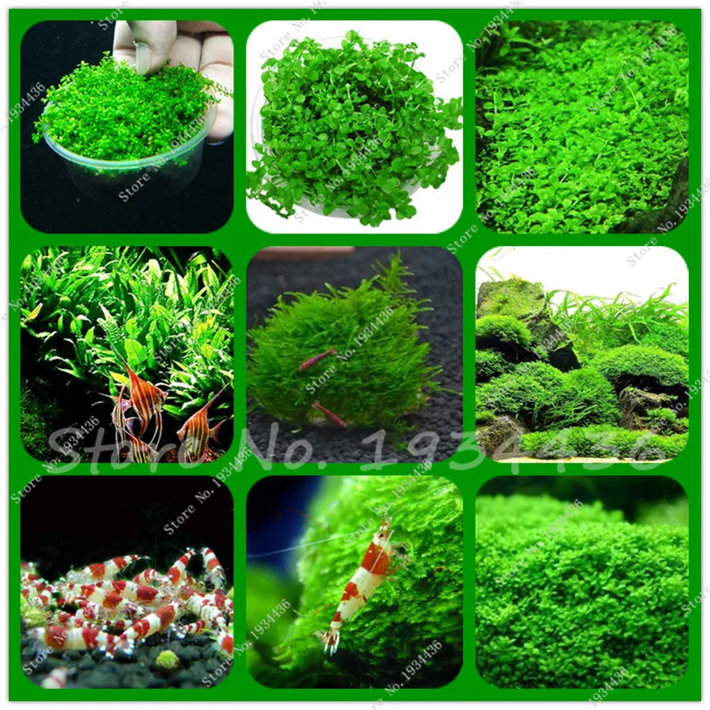 Popular Large AquariumBuy Cheap Large Aquarium lots from China Large