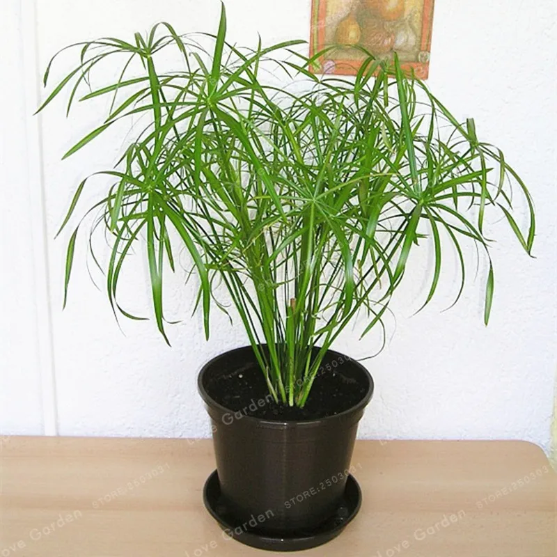 Cyperus Alternifolius зонтик завод Бонсай завод DIY домашний сад бонсай красота дома Гидропоника завод бонсай 50 шт