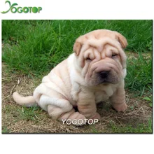 YOGOTOP 5d diy фото для домашних животных на заказ Алмазная картина Шарпей Алмазная вышивка животное собака полная Дрель Стразы Мозаика Искусство YY948