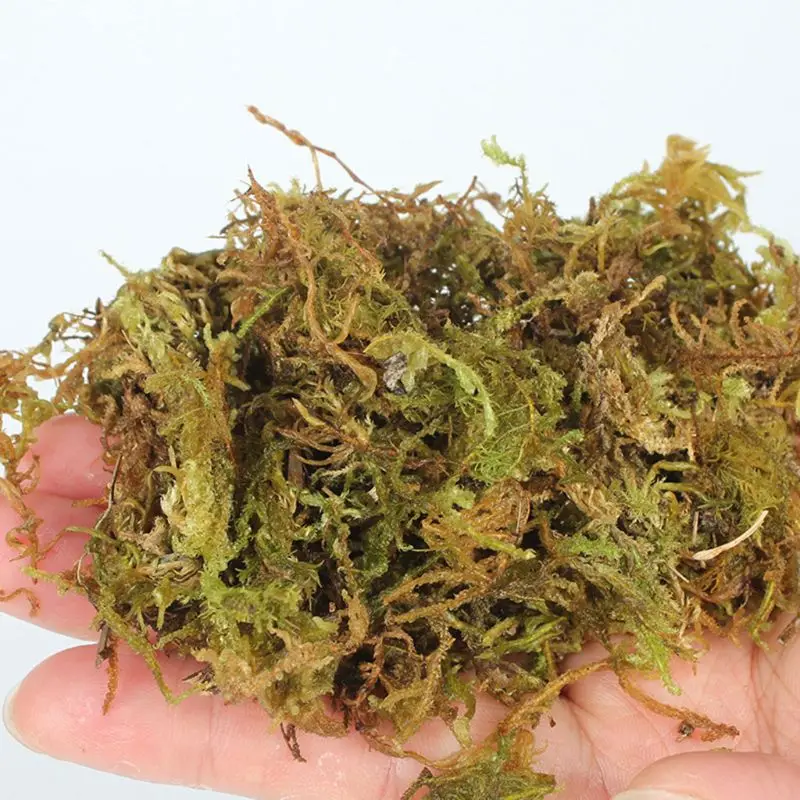 

Reptile Natural Terrarium Moss Turtle Moss Substrate Habitat Decoration
