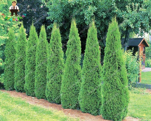 Hot Selling 50pcs Cypress Trees bonsai Perennial Courtyard Conifer Bonsai bonsai Natural Growth For DIY Home&Garden Planting Hot Selling 50pcs Cypress Trees bonsai Perennial Courtyard Conifer Bonsai bonsai Natural Growth For DIY Home&Garden Planting