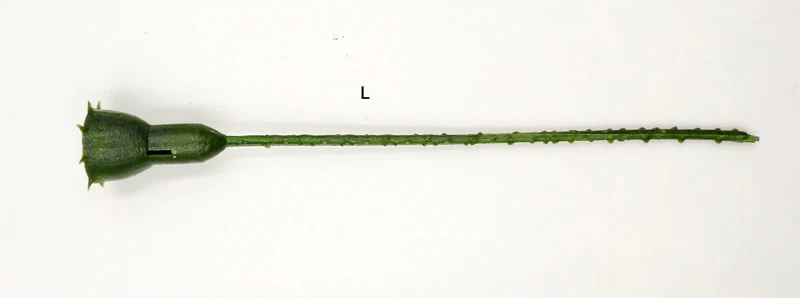 ms plastic stem 10