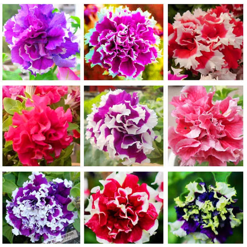 

200pcs/pouch of petunia plant in various colors is 100% correct bonsai plants home garden blossom flower plants