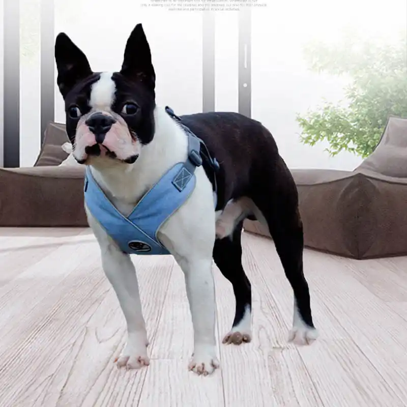 Image result for Ñобака Boston Terrier еÑÑ Ð¿ÐµÑенÑе