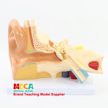 

3 parts ear anatomical model Auditory ossicle Inner ear model auricle Medical teaching equipment