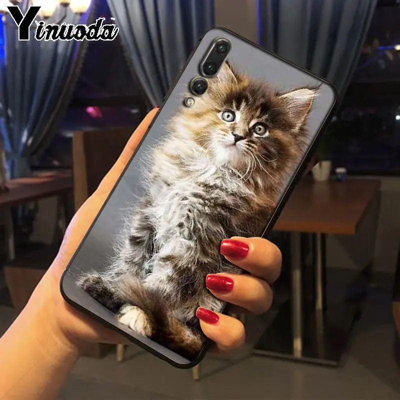 pet maine coon cat