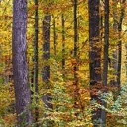 Trees in autumn  Baden-Wurttemberg  Germany Poster Print (24 x 12)