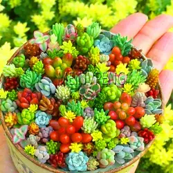 Большая распродажа! 200 шт./пакет Semillas повязка на голову Mix Lithops завод Редкие суккулентные растения попка цветок плантен живой камень