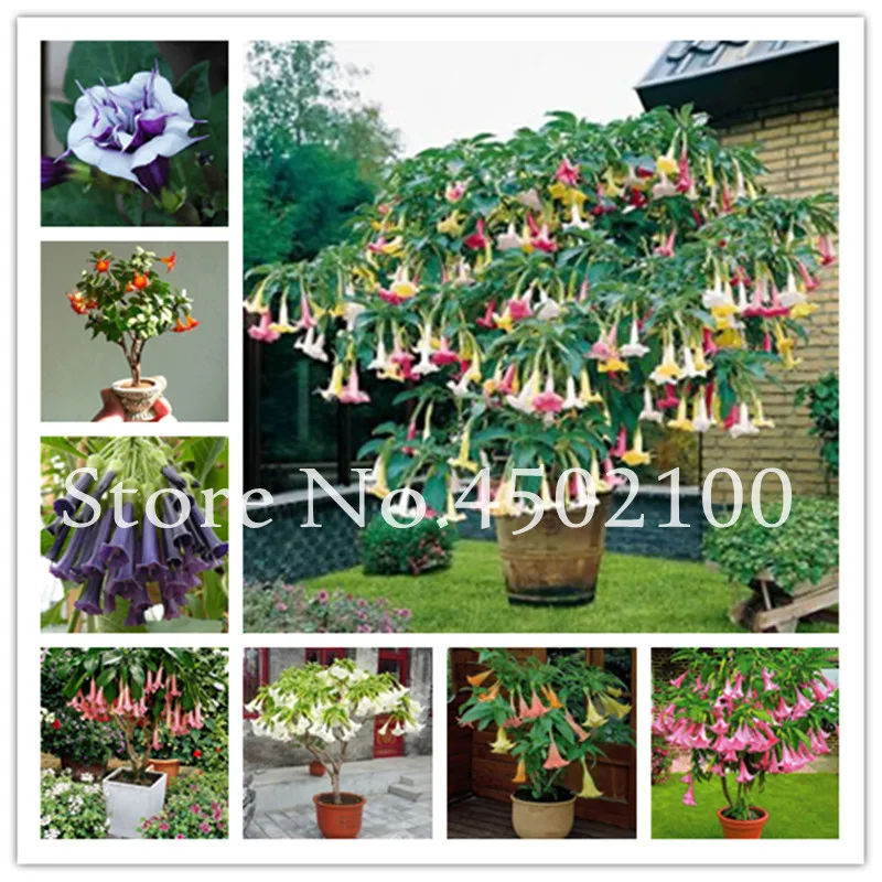 50 Pcs Rainbow Brugmansia Datura Bonsai, Dwarf Brugmansia Angel Trumpets Bonsai Flower Tree, Rare Potted Plant For Home Garden 50 Pcs Rainbow Brugmansia Datura Bonsai, Dwarf Brugmansia Angel Trumpets Bonsai Flower Tree, Rare Potted Plant For Home Garden