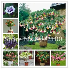 50 Pcs Rainbow Brugmansia Datura Bonsai, Dwarf Brugmansia Angel Trumpets Bonsai Flower Tree, Rare Potted Plant For Home Garden 50 Pcs Rainbow Brugmansia Datura Bonsai, Dwarf Brugmansia Angel Trumpets Bonsai Flower Tree, Rare Potted Plant For Home Garden