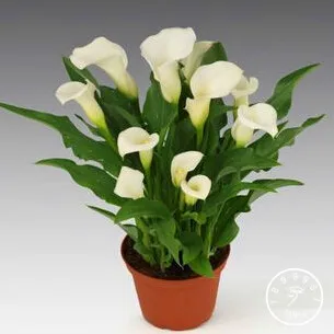 

Sale!Calla lily Bonsai imported from Holland, calla lily Plantlings - 50 PCS/bag,#YF60G2