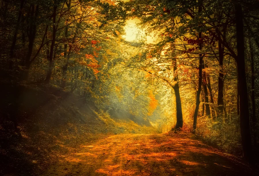 Laeacco Dusk Forest Trees Pathway Landscape Photo Backgrounds