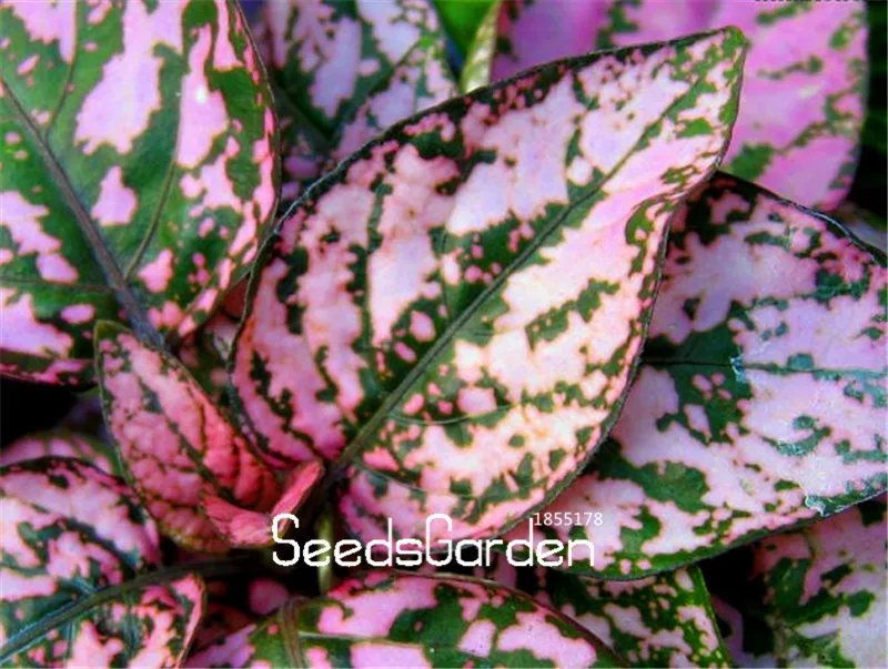 

100 Plantas A Lot New Arrival!Heirloom Polka Dot Plant Flores,Pink,bonsai Planten for home & garden indoor plants flower Bonsa