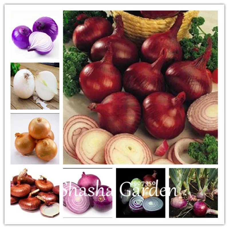 

100 Pcs Giant Onion bonsai Non-GMO Vegetables plants Rare Delicious Heirloom Plant Bonsai for Home Garden DIY Potted Plants
