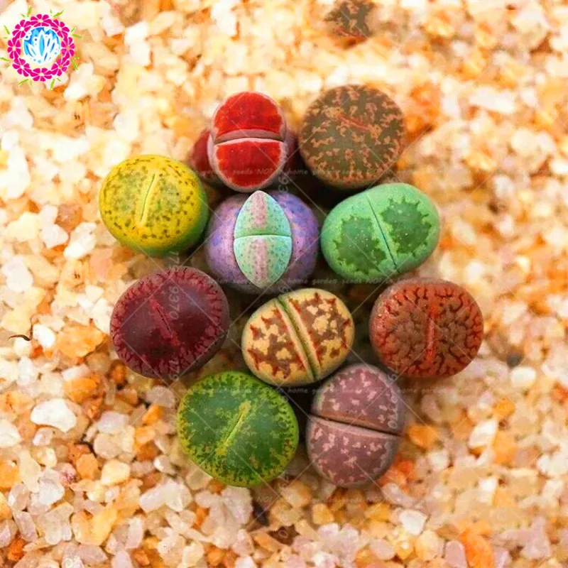 

200pcs Mix Lithops mini succulent plants Stone flower rare flower for home garden potted plants bonsai plants